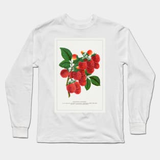 Shaffer's Colossal Raspberry Lithograph (1900) Long Sleeve T-Shirt